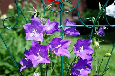 Close-up of purple flowers blooming outdoors