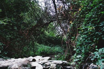 Low angle view of trees