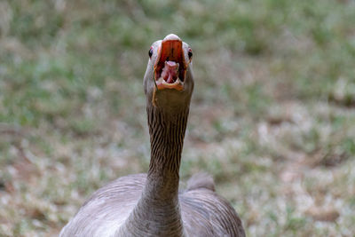 Close-up of a bird