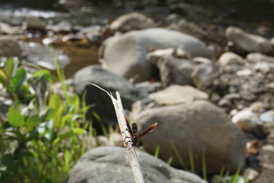 Close-up of insect