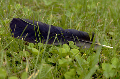 Close-up of lizard on field