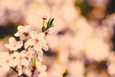 Close-up of cherry blossom