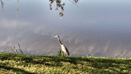 High angle view of gray heron on lake