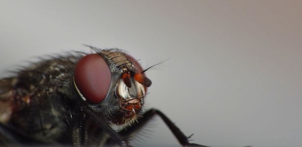 Close-up of fly