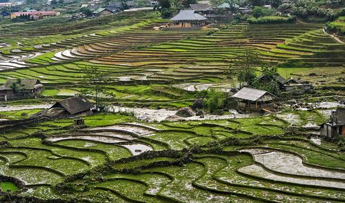 High angle view of rice paddy