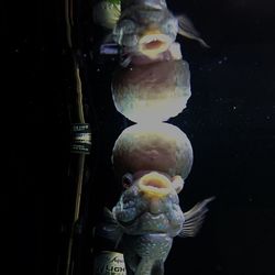 Close-up of fish swimming in aquarium