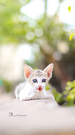 Close-up portrait of cat on floor