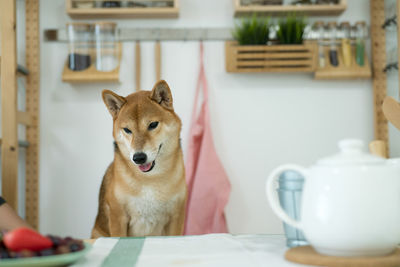 Shiba inu dogs are waiting for food on the dining table in a japanese kitchen. japanese dog.