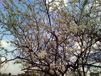 Low angle view of fresh tree against sky