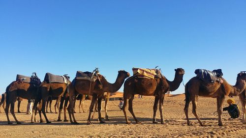 Horses on desert against clear blue sky