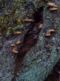 Close-up of mushroom growing on tree trunk