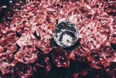 Close up of red flowers