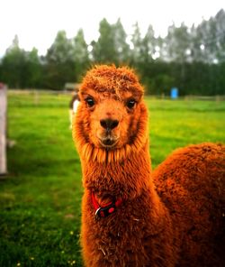 Portrait of lion on field