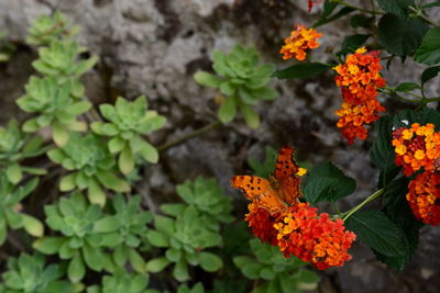 Close-up of orange flower on plant