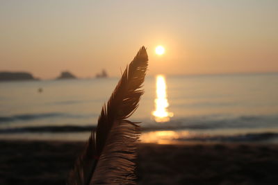 Close-up of feather on beach during sunset