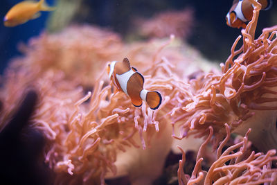 Close-up of fish swimming in sea