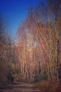 Bare trees in forest during autumn