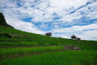 Scenic view of agricultural field against sky