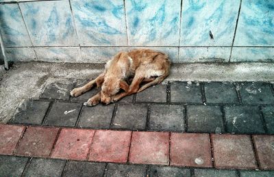 High angle view of a dog sleeping on footpath