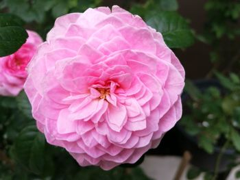 Close-up of pink flower blooming outdoors