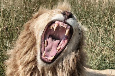 Close-up of animal yawning on grass