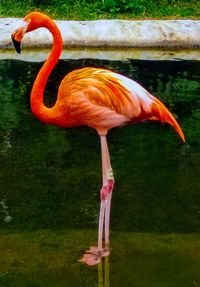 Close-up of bird
