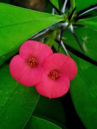 Close-up of multi colored flower