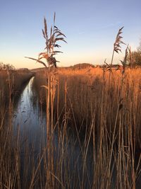 Plants growing on land against sky during sunset