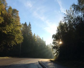 Road along trees