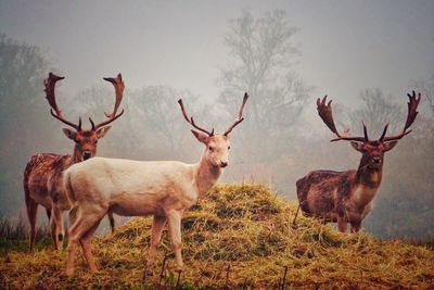 Deer standing in a field