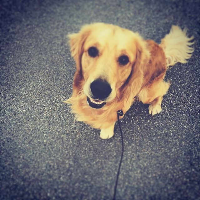 dog, pets, one animal, animal themes, domestic animals, mammal, looking at camera, portrait, street, high angle view, selective focus, road, close-up, puppy, asphalt, no people, day, animal head, outdoors, surface level