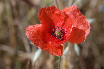 Close-up of red flowers