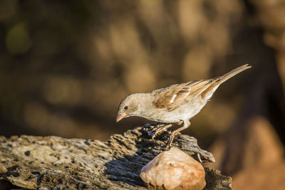 Close-up of bird perching on rock