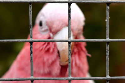 Close-up of parrot in cage