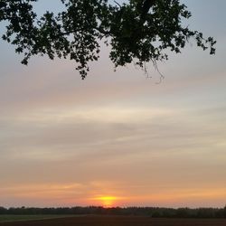 Silhouette trees on field against sky at sunset