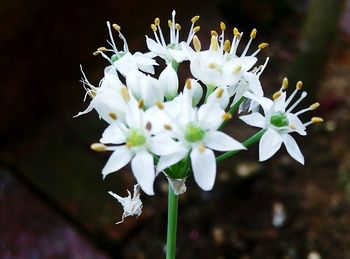 Close-up of white flowers blooming outdoors