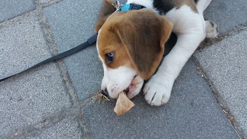 High angle view beagle puppy eating dry leaf while lying on sidewalk