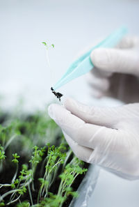 Scientist lifting seedling with tweezers