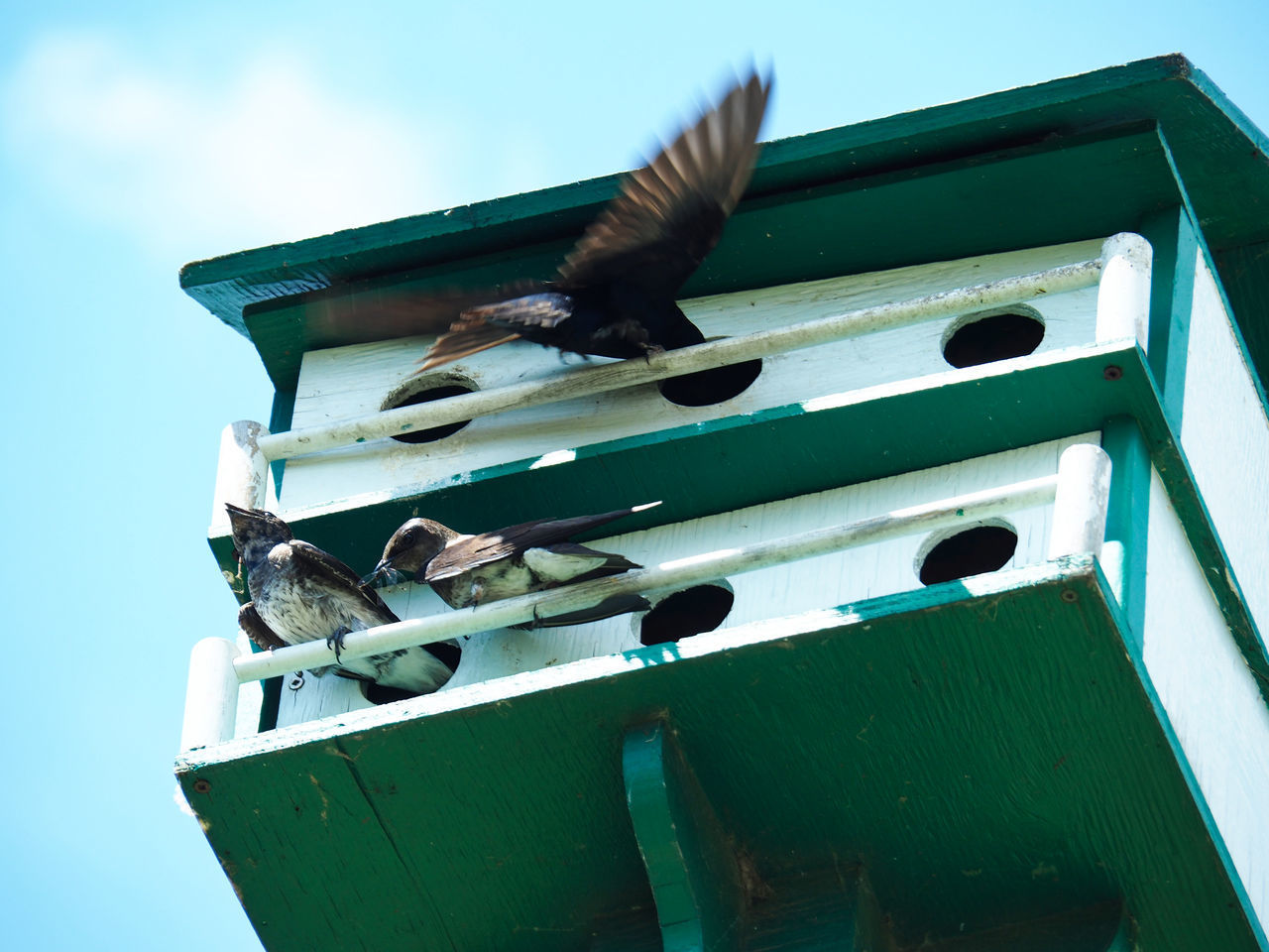 LOW ANGLE VIEW OF A BIRD FLYING