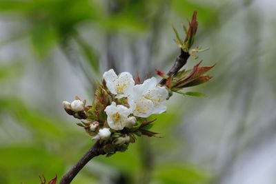 Close-up of cherry blossom on tree