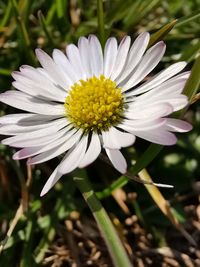 Close-up of white flower in field