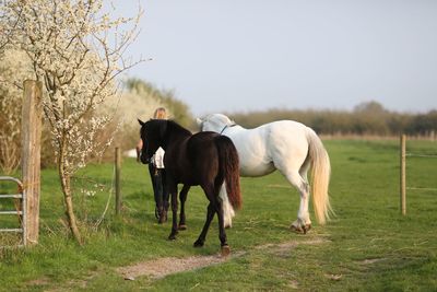 Horses grazing in the field