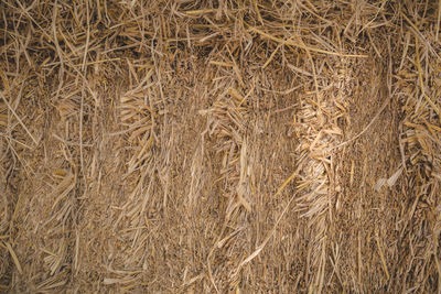 Full frame shot of wheat field