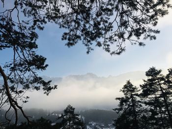 Silhouette trees against sky