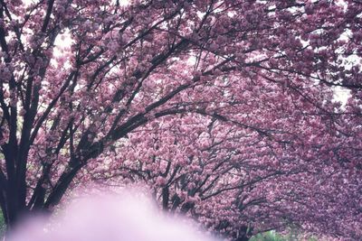 Low angle view of cherry blossom tree in park