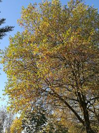 Low angle view of flowering tree against clear sky