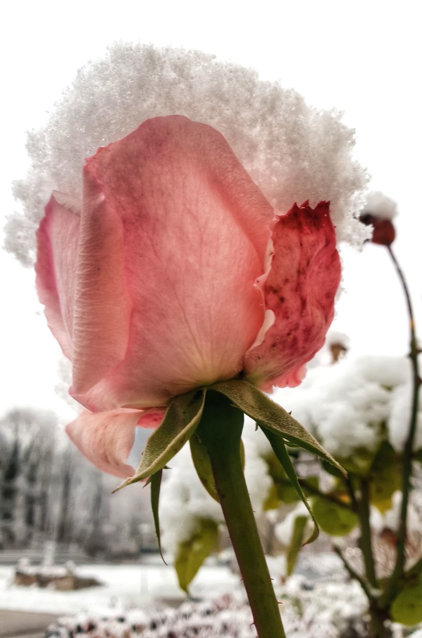 CLOSE-UP OF PINK ROSE PLANT