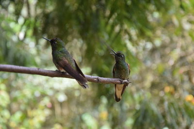 Bird perching on branch