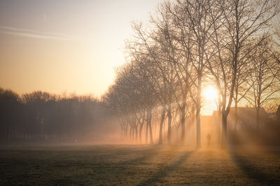 Sunlight streaming through trees during sunset