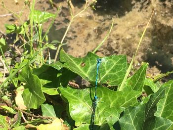 High angle view of insect on plant